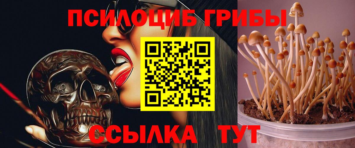 Псилоцибиновые грибы Psilocybine cubensis  Вход с VPN  Кыштым 